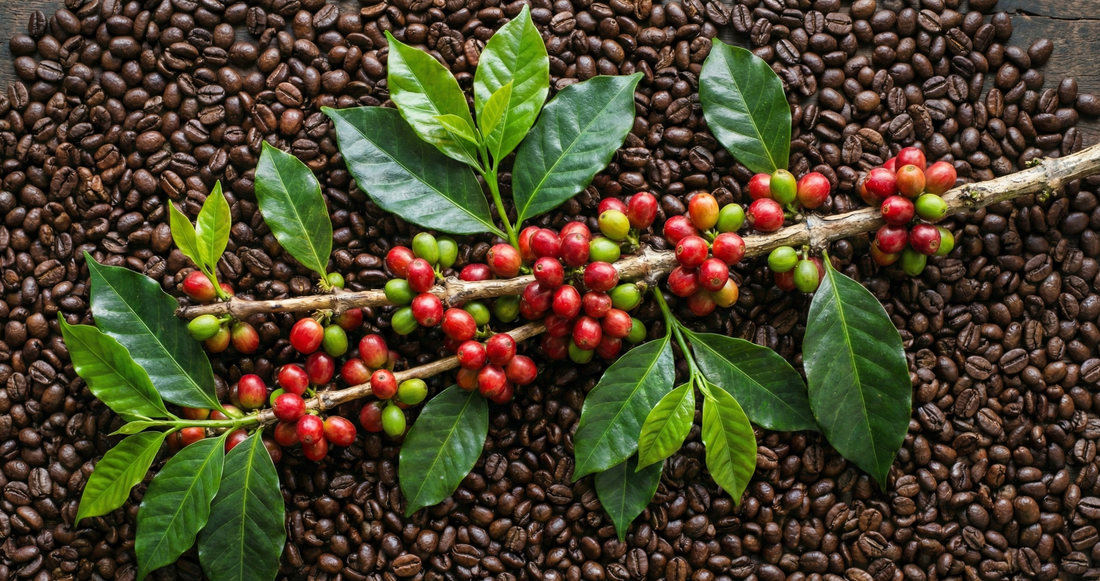 קפה מזן גיישה - על מה מדובר ומה כל כך מיוחד בו?